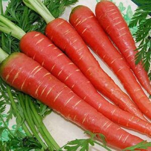 Gajar 1 kg