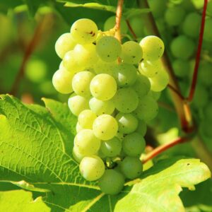 Grapes (Angoor)