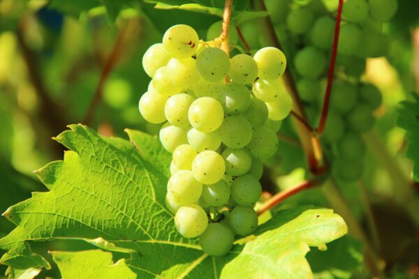 Grapes (Angoor)